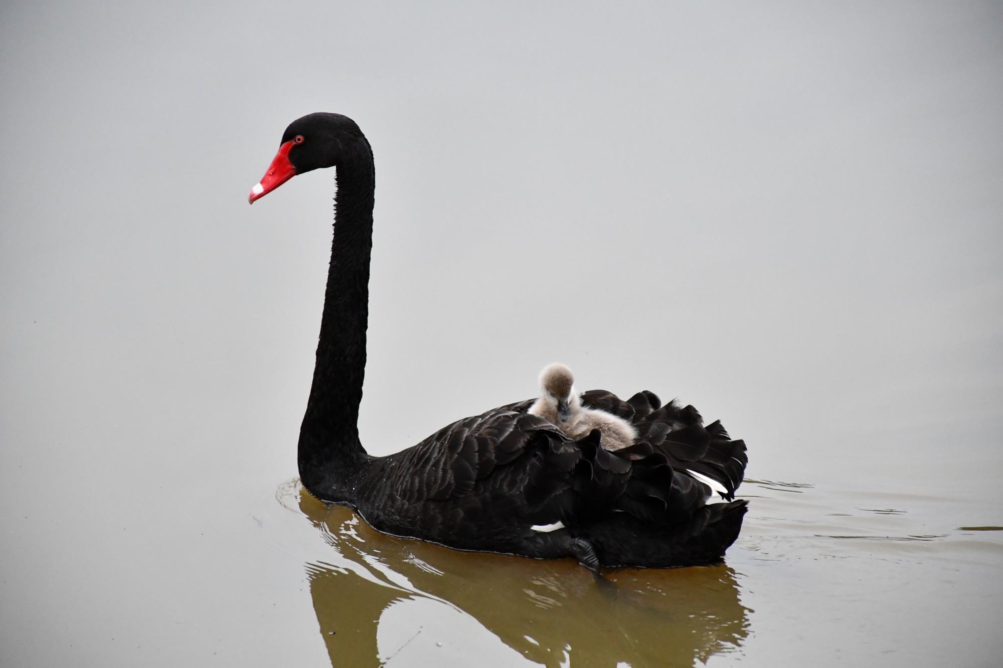 Swan killed in Princes Park dog attack - feature photo