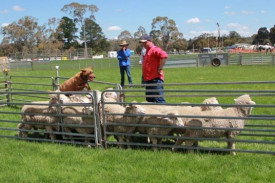 Working dog event at Beaufort Show