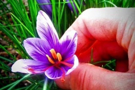 Saffron flower