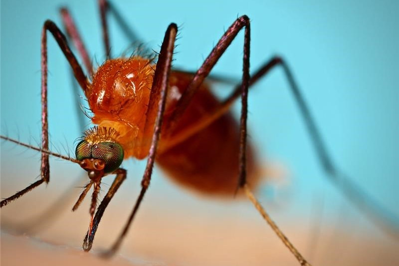 Health service issues mosquito bite warning - feature photo