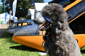 Energy Breakthrough had something in store for all attendees, canines like Astro were no exception.