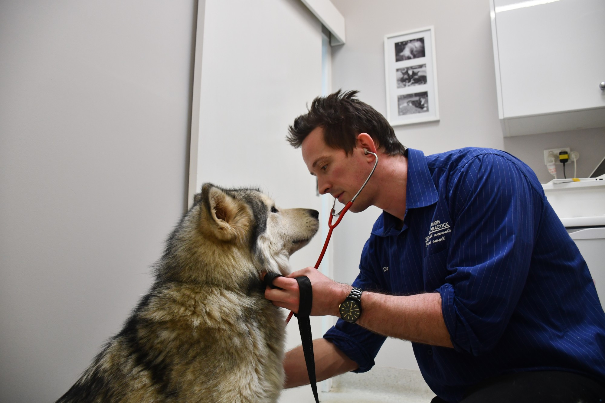 Maryborough Veterinary Practice co-owner Dr James Chadwick is urging residents to take their pets to the vet immediately if they’ve been bitten by a snake.