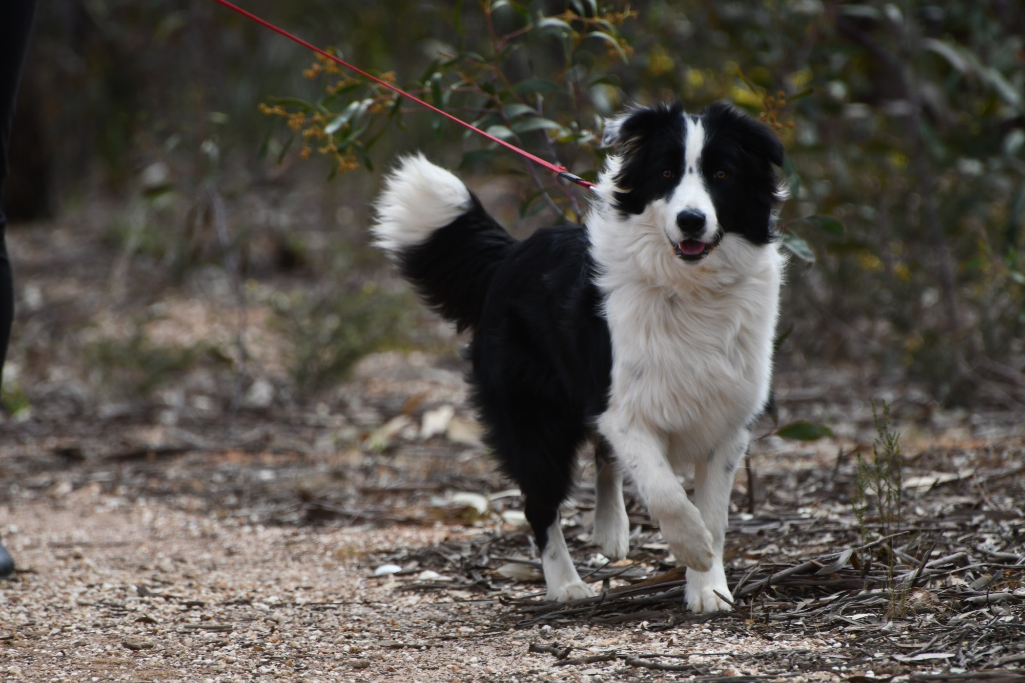 Take part in the first-ever Victorian Pet Census - feature photo