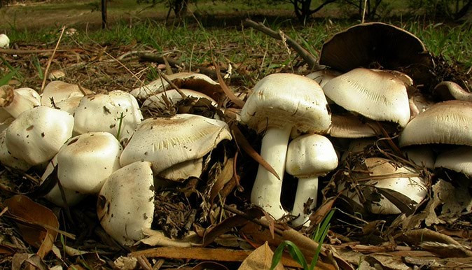 Death Cap mushrooms.