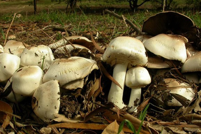 Yellow staining mushrooms. Photos: Royal Botanic Gardens Victoria, photographer Tom May