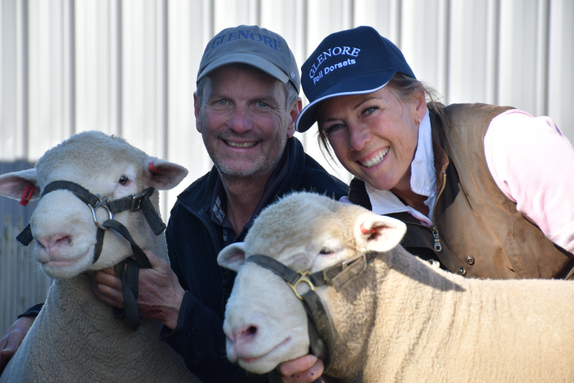 Feeling shear joy, Carisbrook-based Glenore Poll Dorset’s owners Peter and Gill Cain are proud of the flock of praise and ribbons they achieved at this year’s Sheepvention Rural Expo. Photo: 180823 06