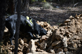 A team from Search and Rescue Dogs Australia searched through mine material. Photo: 010923 17