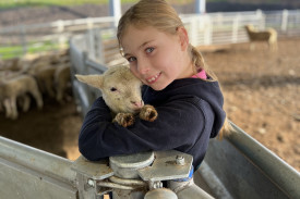 Lambing time has begun throughout the district. The Palmer sheep farm located in Wareek, has been busily working day and night to ensure that all the new lambs are arriving safely. Scarlett Palmer, pictured, holds one of the newborns who’s mother unfortunately rejected her at birth resulting in her having to be bottle fed. Photo: Alan McKnight