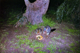Neville Roberts at Eddington sent in this photo of the possums outside his home — he’s watched the baby grow up, it is now independent but still follows mum around.