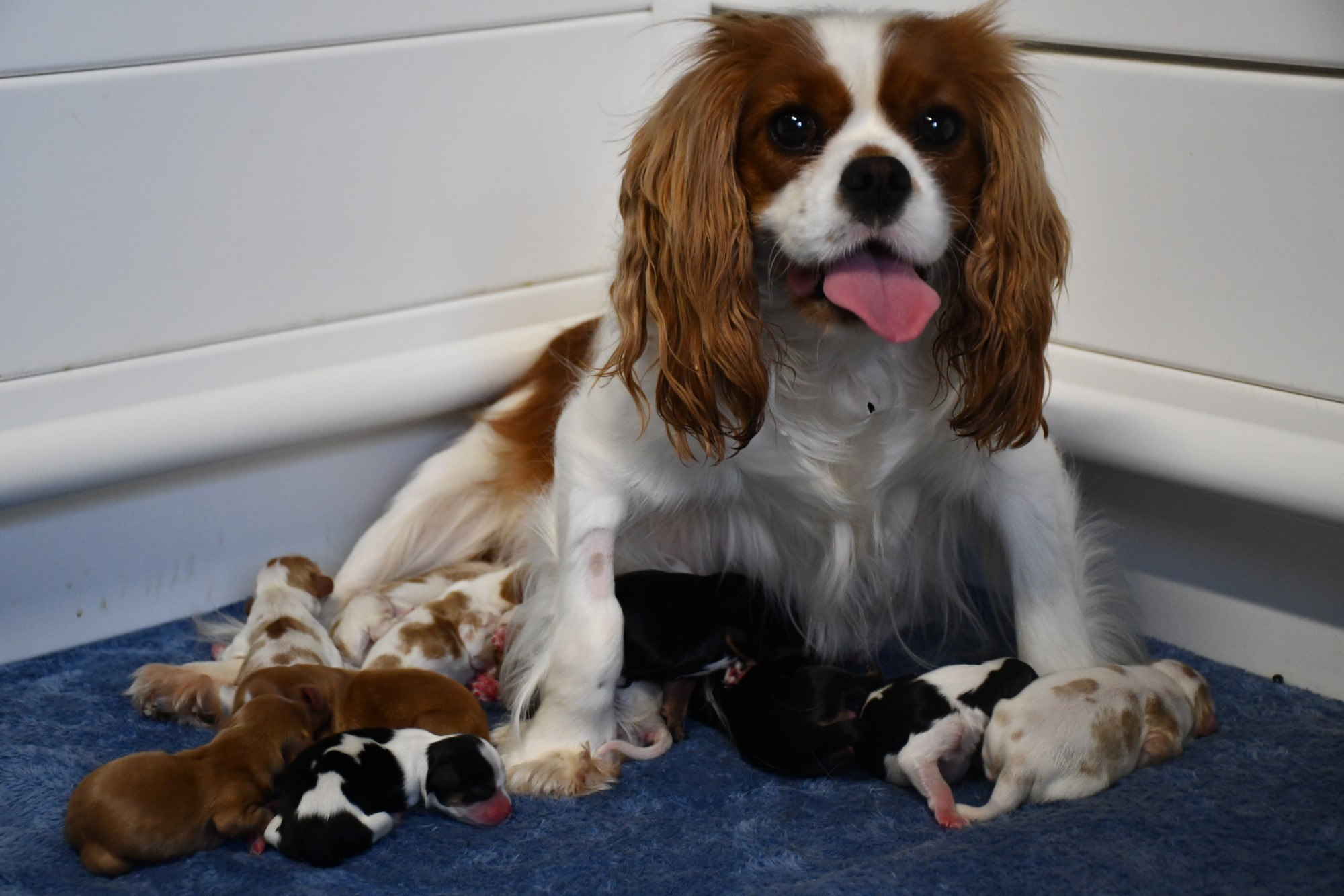 It’s puppies galore for Carisbrook’s Jinxx, a Cavalier King Charles Spaniel, after she gave birth to an astonishing litter of 12 pups — a highly uncommon feat for the breed. Photo: 210723 20