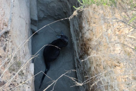 One lucky kangaroo was rescued from a mineshaft near Maryborough recently.