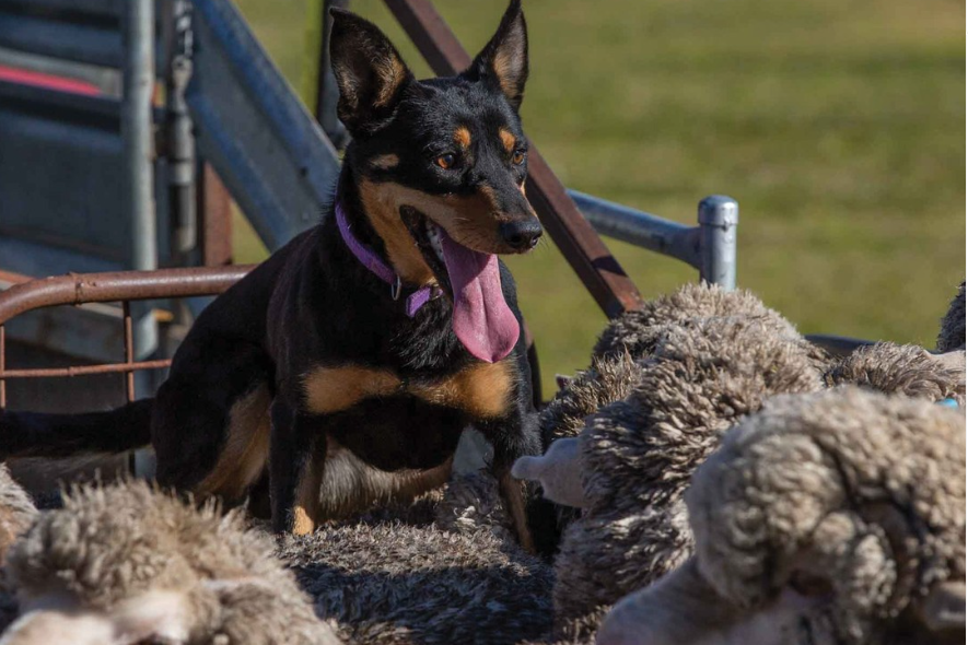 Something for everyone at Bendigo’s Sheep and Wool Show - feature photo