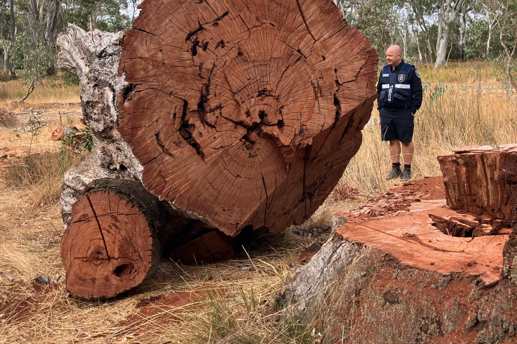 Firewood thiefs targeted - feature photo