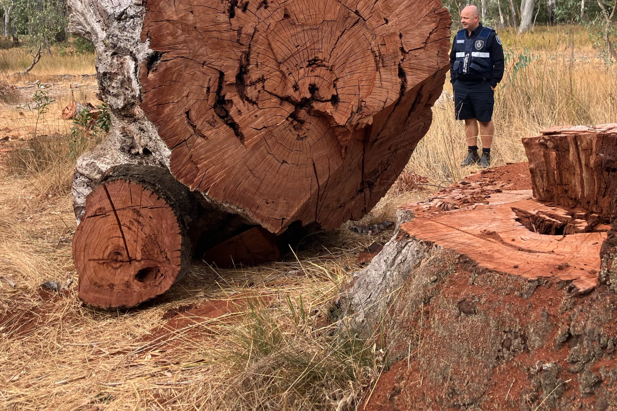 Firewood thiefs targeted - feature photo