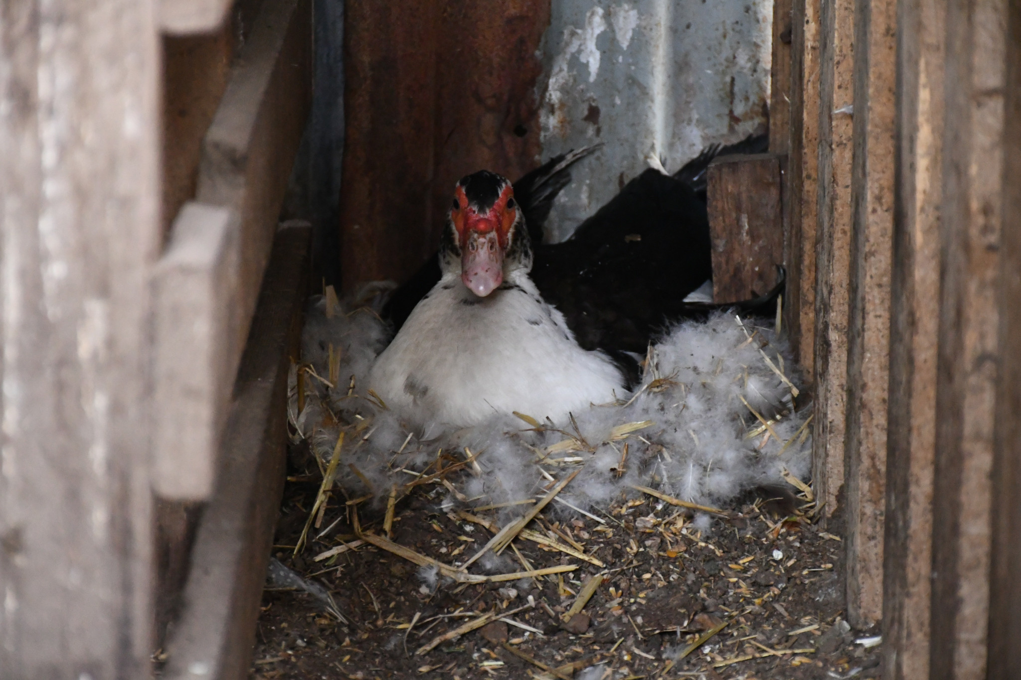 Both Muscovy ducks on Mr Whitehall’s property are sitting on eggs.