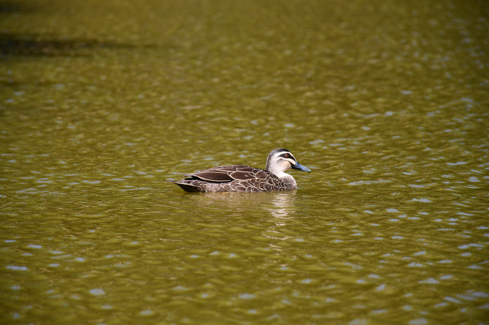 Regional Victorians Opposed to Duck Shooting say the practice should be banned in the state.