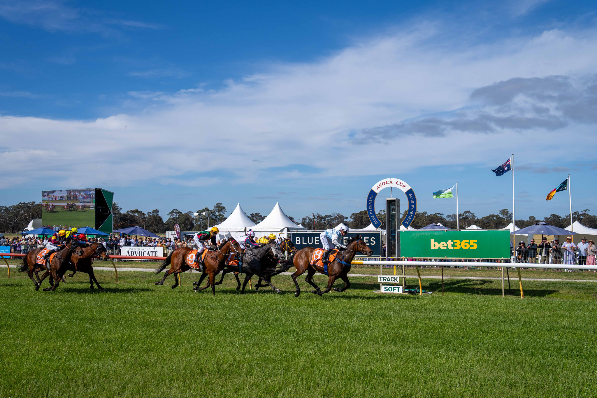 Any Luck proves too strong for the field in the Blue Pyrenees Estate Avoca Cup. Photos: Daryl Groves Photography.