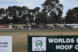 The field rolls through the back straight during the Victorian Trotters Derby.