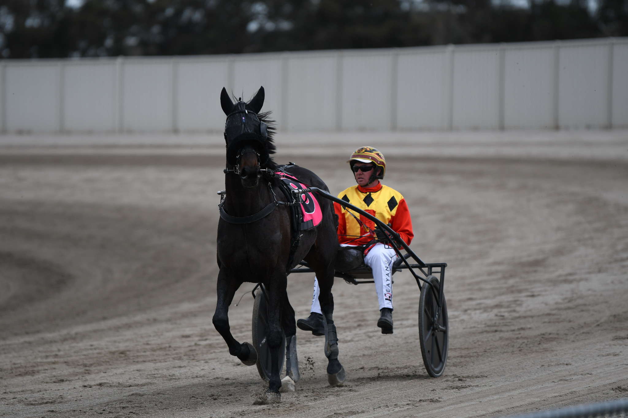 Keayang Zahara returns to the adulation of the crowd after claiming the Victorian Trotters Derby — the filly’s 11th straight win.