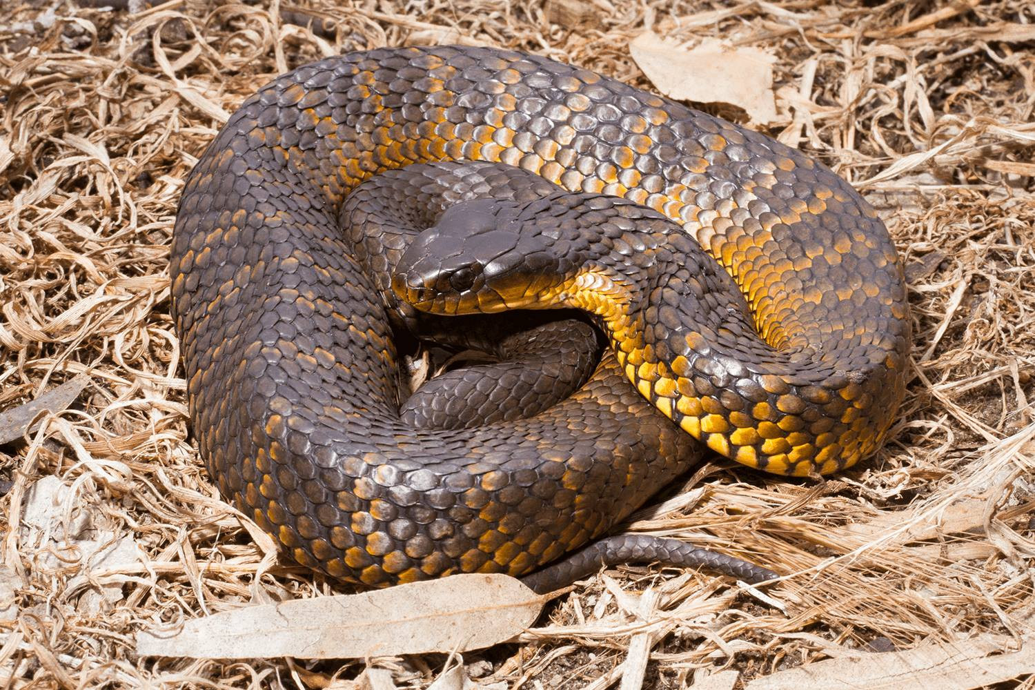 Tiger snakes are among the most venomous snakes Victorians can encounter.