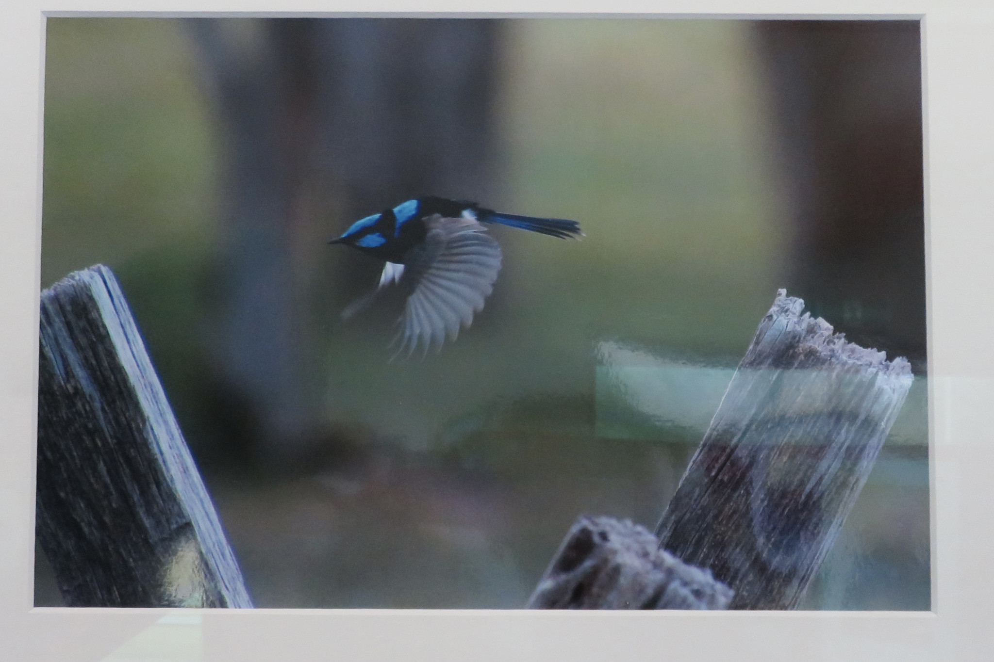 Helen Yuille’s 'Fairy Wren in Flight' was named the People's Choice Most Popular at the 2022 event. Photos: Supplied.