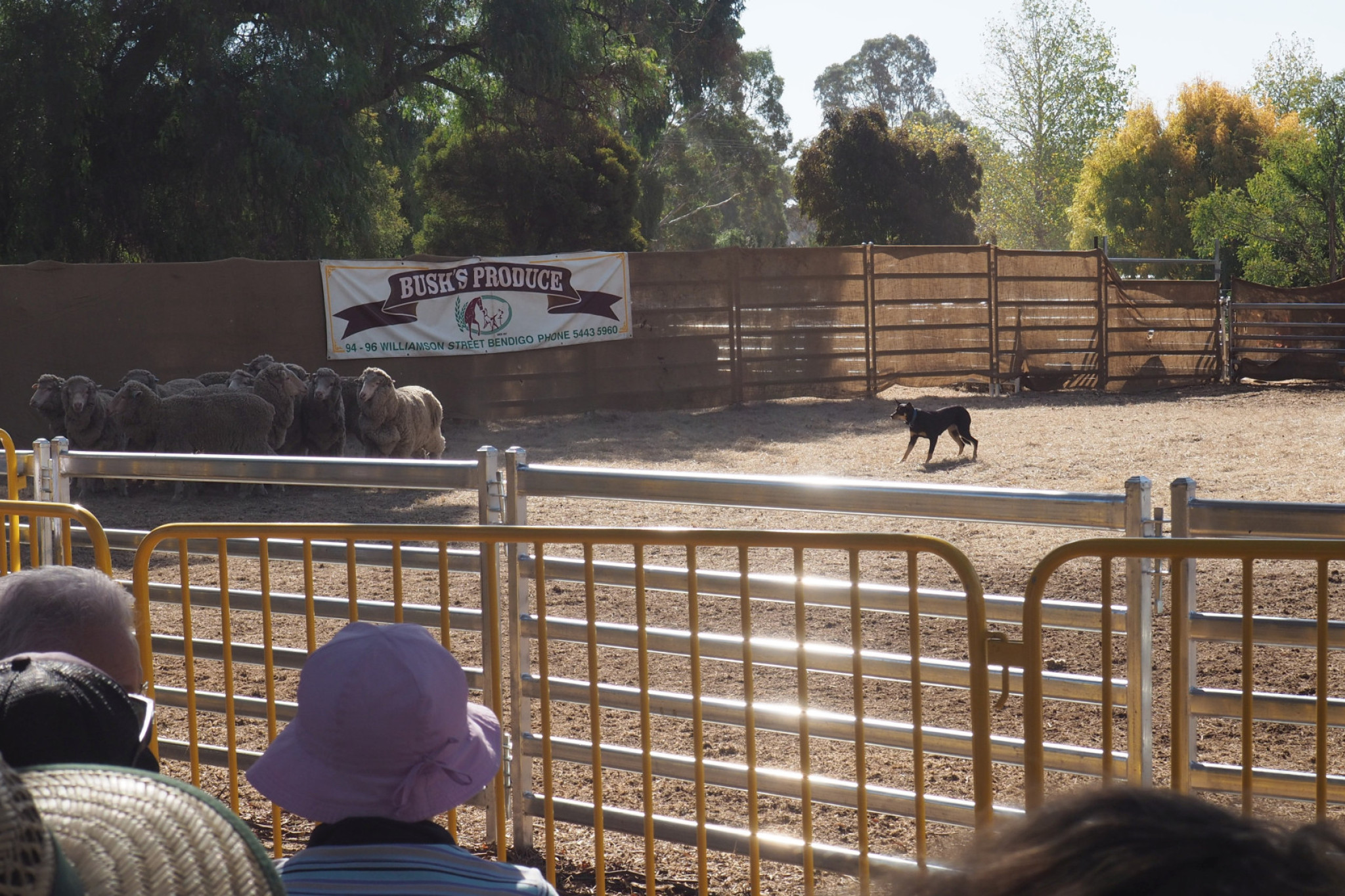 The sheep dog trials were again one of the carnival’s most popular events.