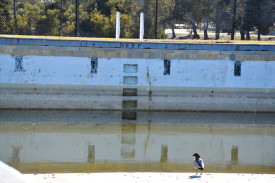 Feathered friends of nearby Lake Victoria are the only ones who have enjoyed the outdoor pool since its closure in 2022.