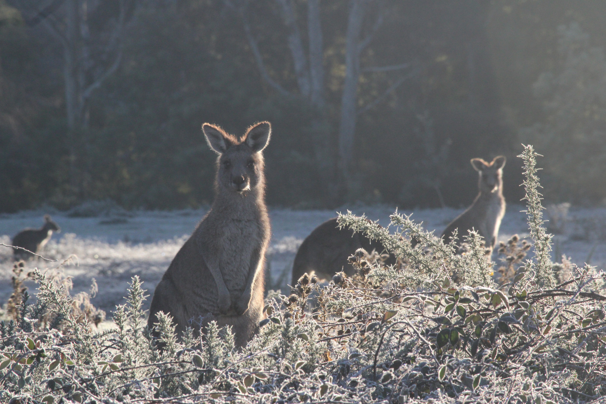 A hard year of drought conditions has been made worse for the state’s kangaroos who increasingly are being poisoned by a toxic grass.
