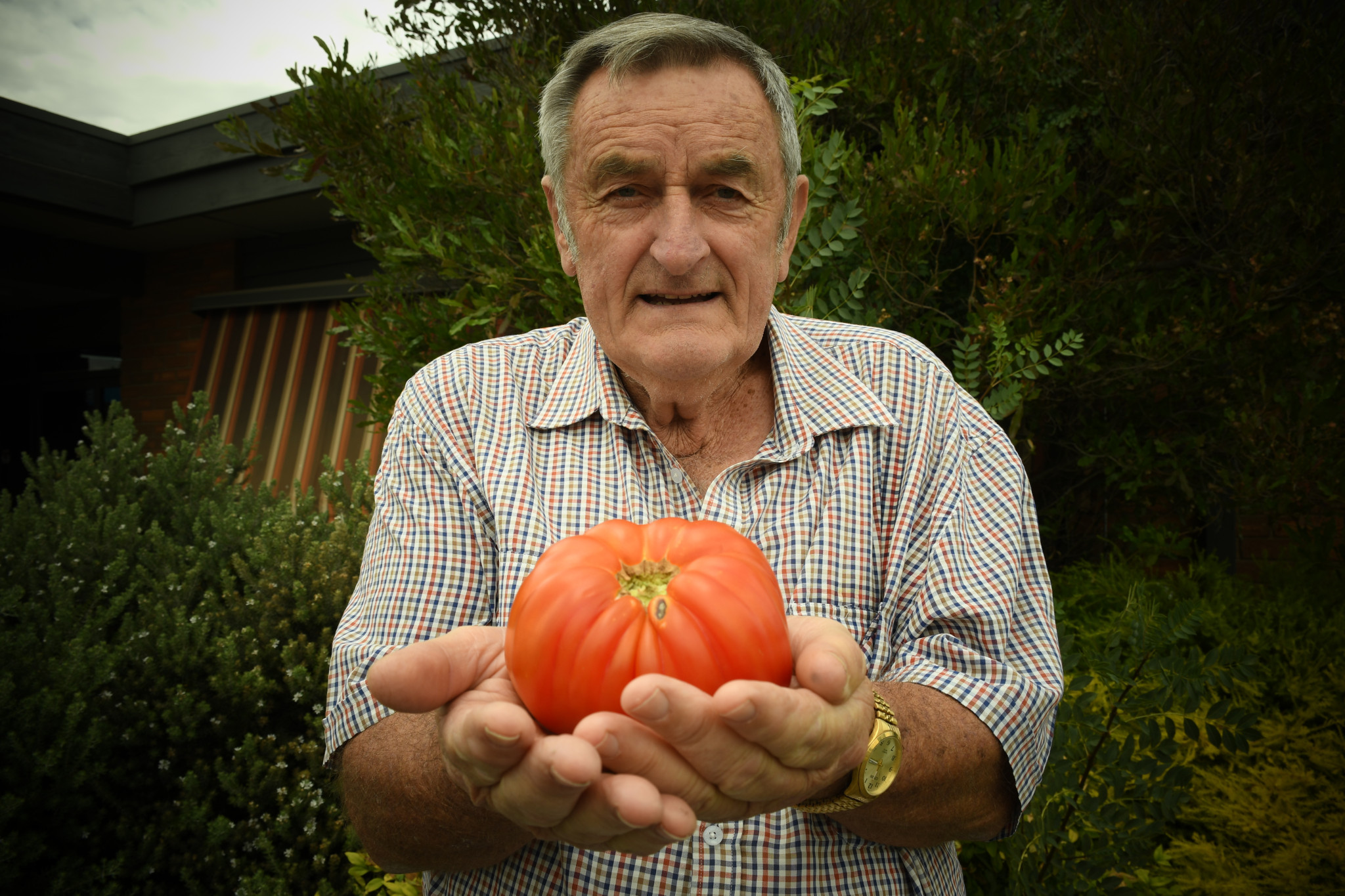 Mr Pascoe's giant tomato