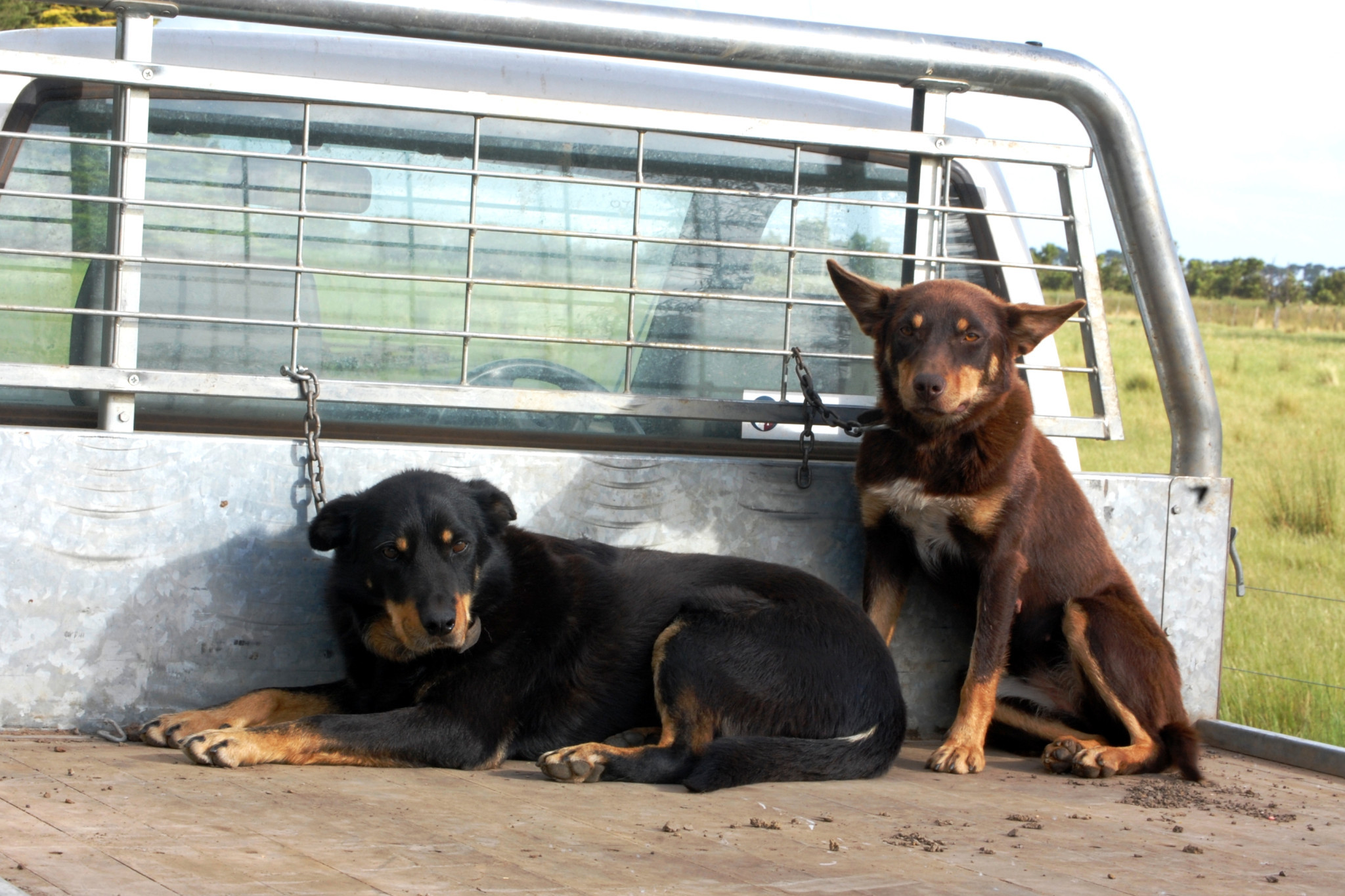 Residents are invited to have their say on domestic animal management across the shire.